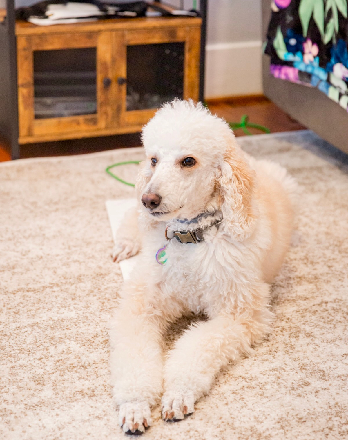 Biofield therapy is safe and effective for pets